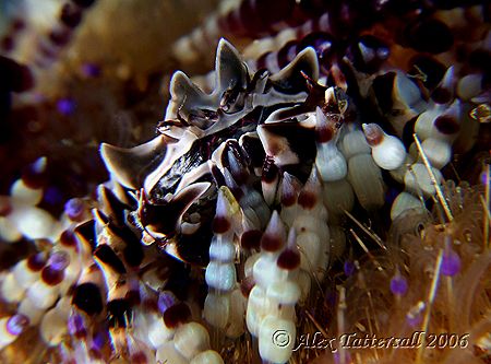 Zebra crab on fire urchin... very cute little guy !! by Alex Tattersall 