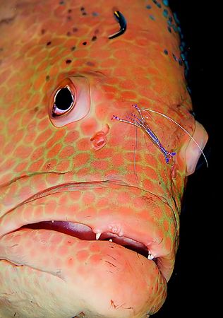 Slippery Slope. Looks like this shrimps is holding on for... by Rand Mcmeins 