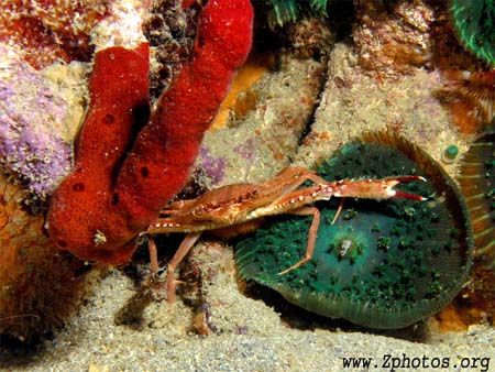 This crab is ready to take on the world =) by Zaid Fadul 