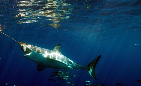 Great White taking a bite of the bait, this was one of sm... by Mark Smith 