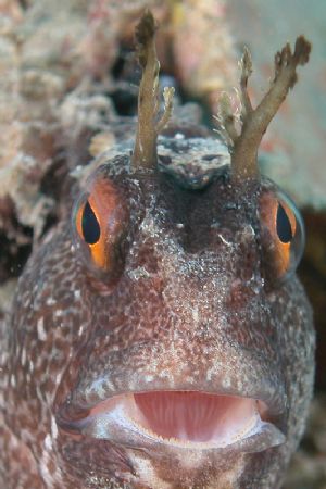 A blenny (Bennius ocellaris) from Capo Noli. by Ugo Gaggeri 