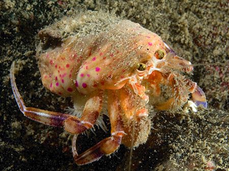 Hermit crab & cloak anemone.
Isle of Lewis muck dive.
D... by Mark Thomas 