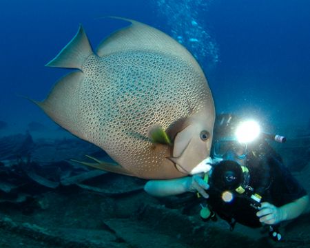 Angelfish, photographer, and slave strobe. D70, 10.5 mm f... by David Heidemann 