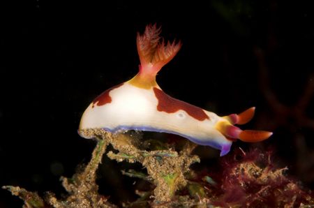 Nembrotha - Lembeh 2006 - D70, 60mm, twin DS50s by Simon Pickering 