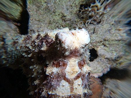 One of my first attempts at "zooming". Octopus taken at R... by Nikki Van Veelen 