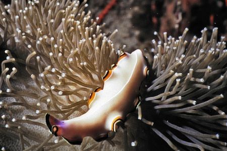 eye to eye with a....flatworm 
taken with my Sea&Sea cam... by Mona Dienhart 