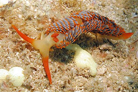 Moridilla brockii from Exmouth in Westren Australia. Niko... by Brian Mayes 