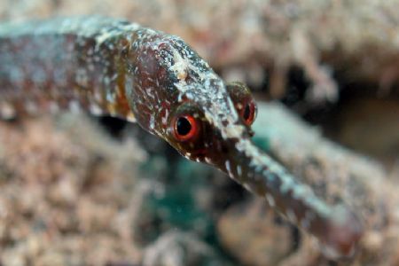 Portrait of a pipefish from Capo Noli. by Ugo Gaggeri 