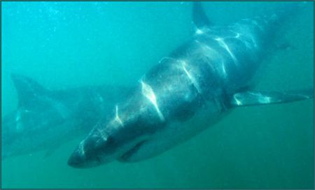 two awesome great whites in Gansbaai south africa Oct 2006 by Fiona Ayerst 