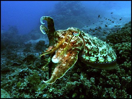 Cuttlefish. The Cuttlefish was staying still camouflaging... by Raul Posse 