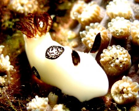 Jorunna fenubris. Shot taken at Dayang Island with Canon ... by Mohan Thanabalan 