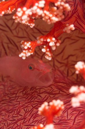 Taken by surprise! Coral goby looking a bit shocked in Le... by Simon Pickering 
