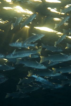 Foldlip mullet at sunrise. Sharks bay.
D200,20mm. by Derek Haslam 