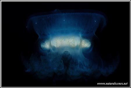 My last entry from Perhentian in 2006, I call it “The lig... by Yves Antoniazzo 