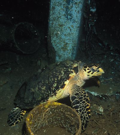 "Sleeping Beauty", this green turtle was caught sleepping... by Candido Gonzalez-Alonso 