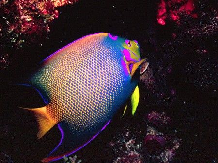 "Queen Angel" Taken in St. John, USVI with a Nikonos V, 1... by Mike Smith 