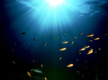 'HEADED HOME' Last dive, headed for the surface. Housed N... by Rick Tegeler 