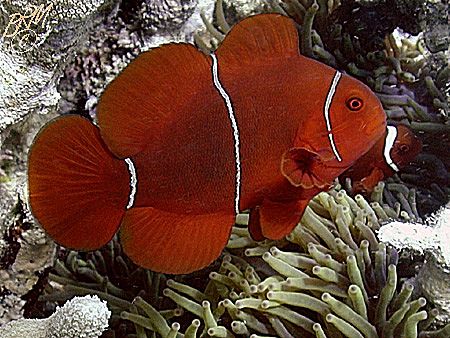 Spinecheek Anemonefish from Whitsundays Islands. Nikon 99... by Brian Mayes 