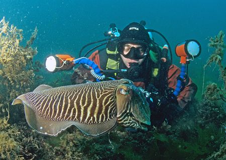 Mr Haslam, up close and personal with male cuttlefish.
C... by Mark Thomas 