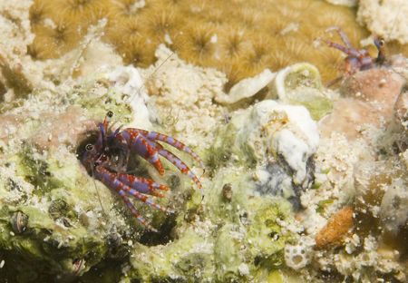 Hermit Crab colony by Grant Farquhar 