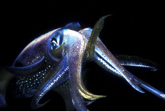 Light in the nigth. Nikon F 90x, macro 105 , two strobo i... by Marchione Giacomo 