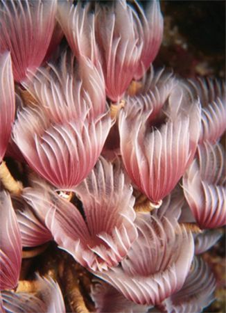This is one of my first Macro shots with a Nikonos 35mm. ... by Alison Hargadine 