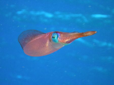 Caribbean Reef Squid. Hens & Chickens, Florida Keys by Mark Hoevenaars 