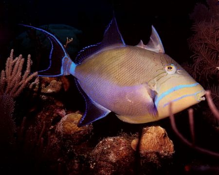 Queen Trigger off Little Cayman
Nikonos 28mm lense by Marylin Batt 