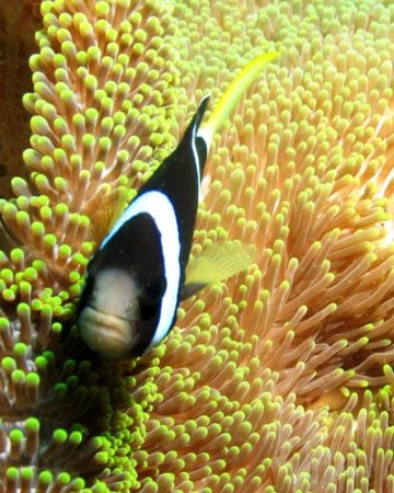 Clark's Anemonefish. Taken at Tulamben, Bali by Mohan Thanabalan 