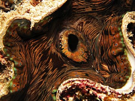 Giant Clam... by Raul Posse 