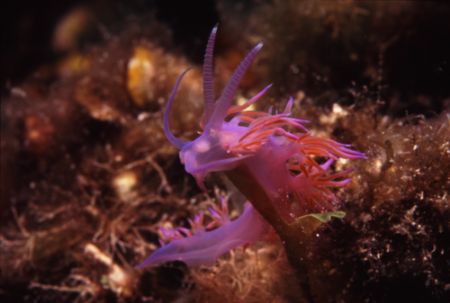 Flabellina Affinis...so small and so beautiful! No matter... by Federica Bedei 