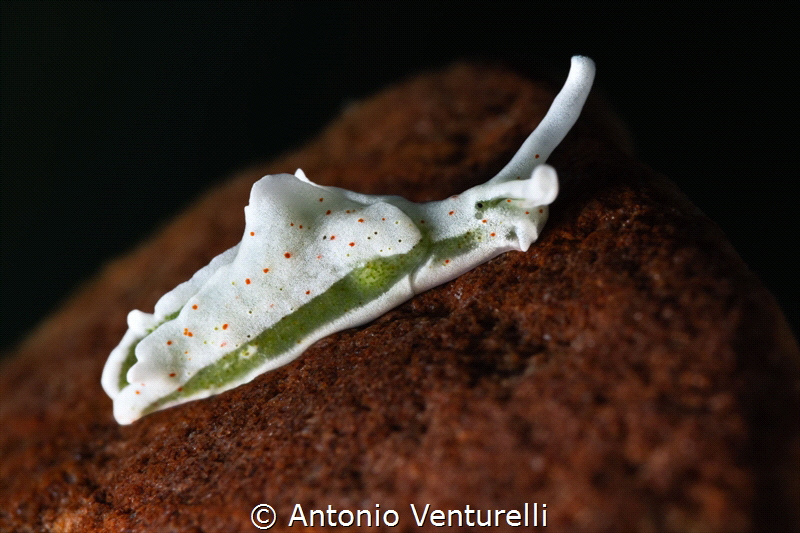 Elysia timida nudibranch_July 2026
(CanonRF100,1/200,f18... by Antonio Venturelli 