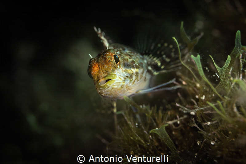 Peperoncino fish_July 2026
(Canon RF100,1/200,f7.1,iso100) by Antonio Venturelli 