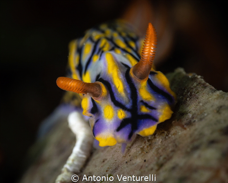 Hypselodoris nudibranch _May 2026
(CanonRF100, 1/200,f16... by Antonio Venturelli 