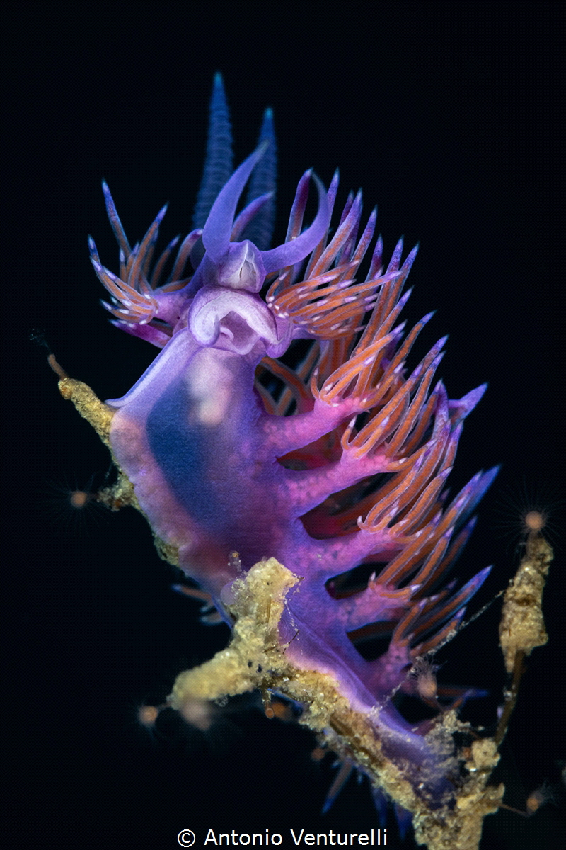 Flabellina Affinis_August 2026
( CanonRF100,1/200,f11,is... by Antonio Venturelli 