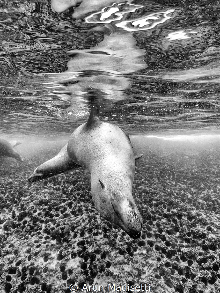 California sea lion gives a curtsey, Sealife Micro3 by Arun Madisetti 