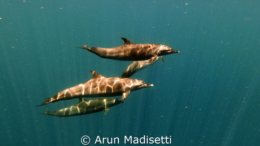 Common Dolphin flyby (sealife micro3) by Arun Madisetti 