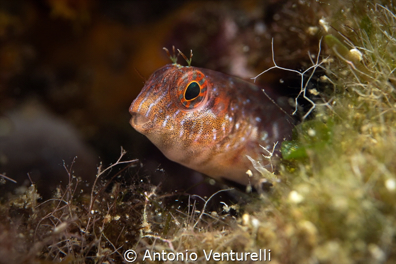 Parablennius pilicornis_August 2026
(Canon RF100,1/200,f... by Antonio Venturelli 