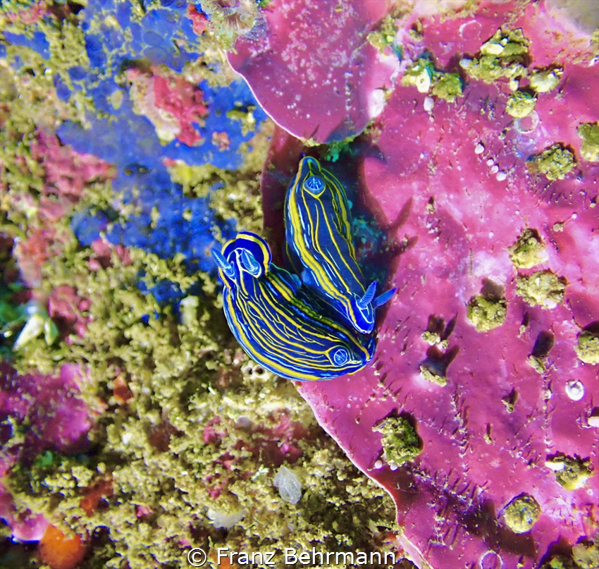 Circle of love! These beautiful nudis make love and are c... by Franz Behrmann 