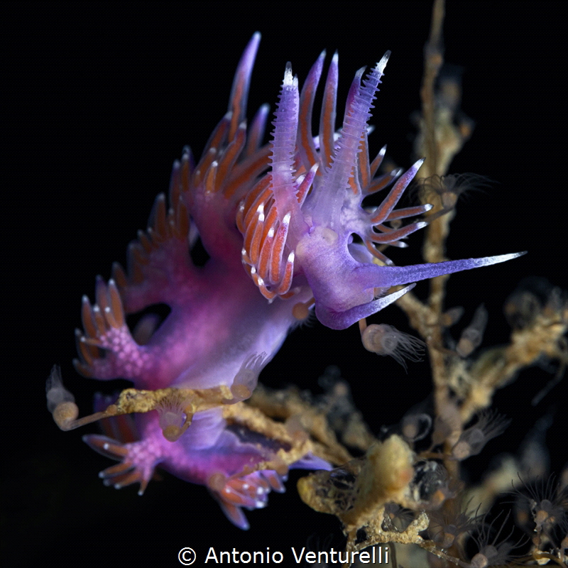 Flabellina nudibranch_Sept 2026
(CanonRF100,1/200,f14,is... by Antonio Venturelli 