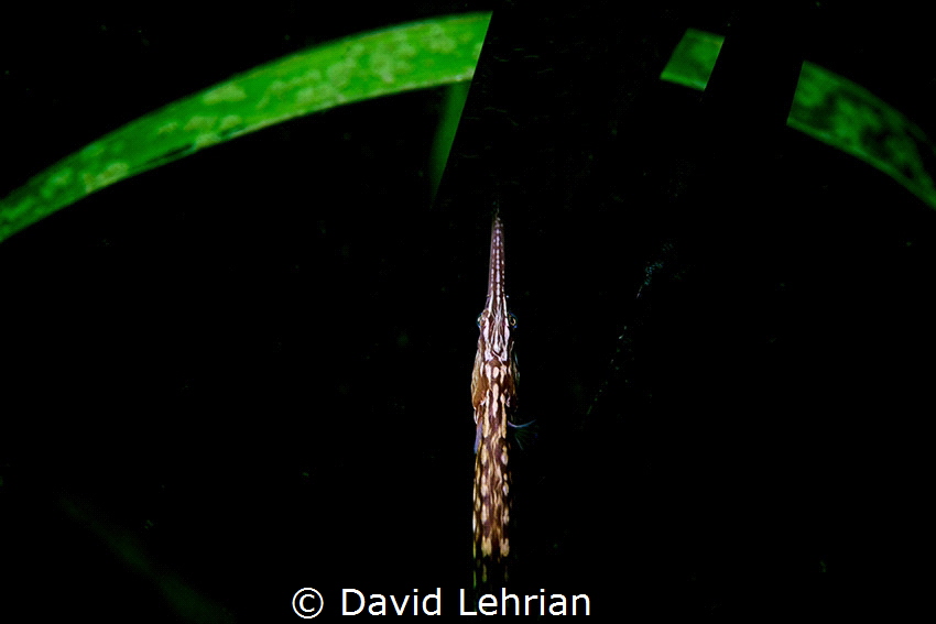 Bay Pipefish in eel grass. by David Lehrian 