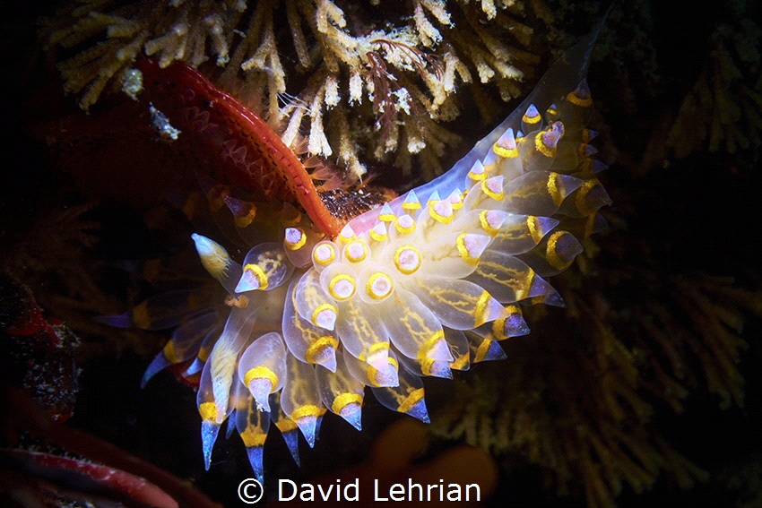 Santa Barbara Janolus at Monterey Wharf #2. We have been ... by David Lehrian 