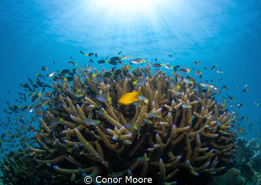A lone yellow Damselfish is centre stage in the staghorn ... by Conor Moore 