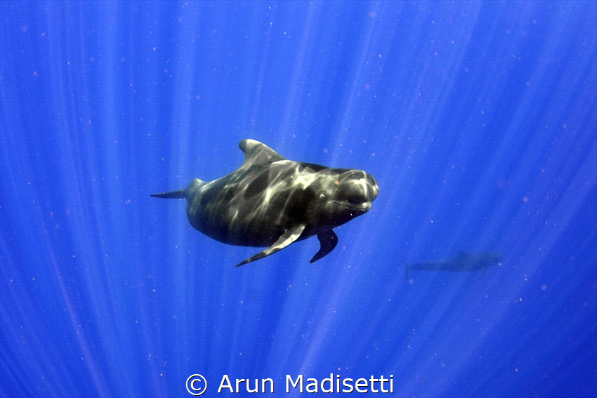 Looking at me looking at you (taken under permit) A Pilot... by Arun Madisetti 