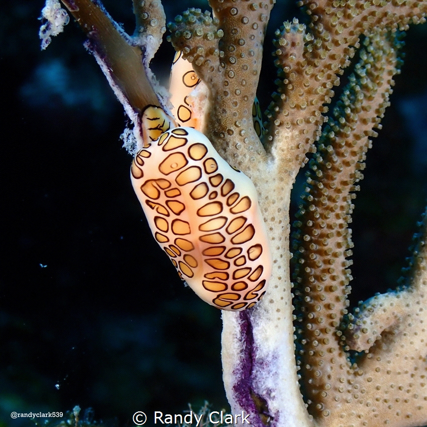 Flamingo tongue by Randy Clark 