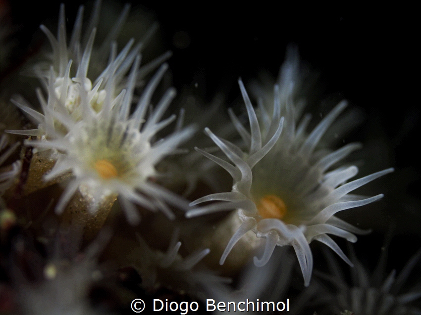 Delicate. by Diogo Benchimol 