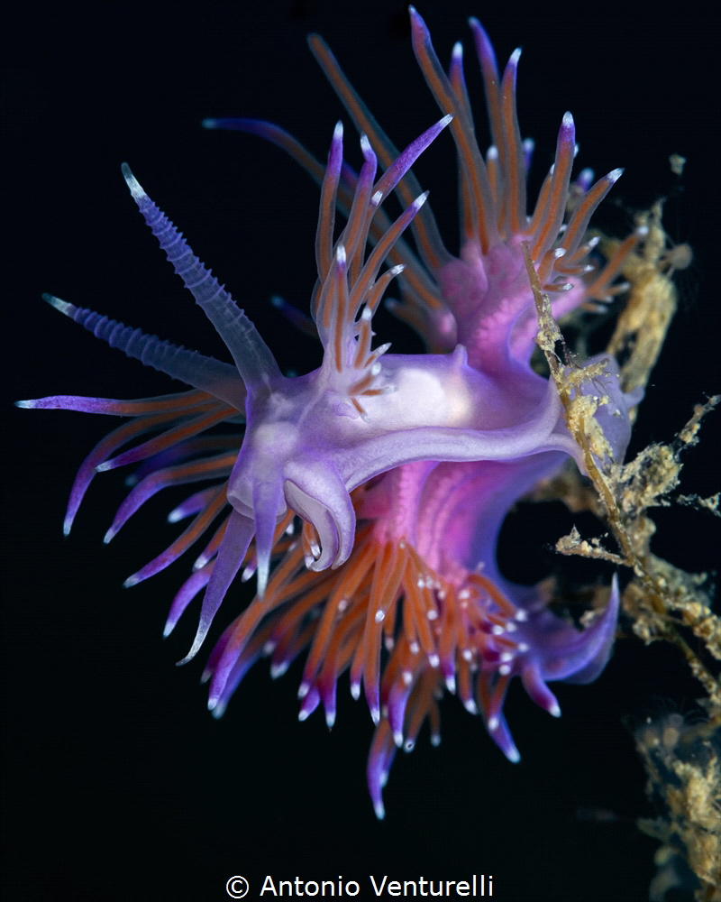 Flabellina Affinis nudibranch_September 2026
(CanonRF100... by Antonio Venturelli 