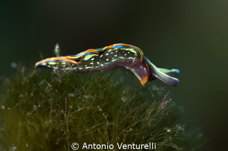 Thuridilla Hopei _October 2026
(Canon RF100,1/200,f9,iso... by Antonio Venturelli 