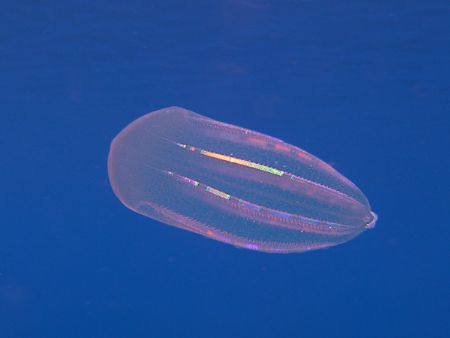 Ctenophorous met while snorkelling 8 miles far from the c... by Giuseppe Piccioli 