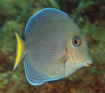 Blue Tang. This is a juvenile transitioning from all-yell... by Jim Chambers 